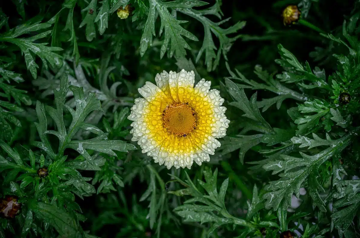 jardin aromates