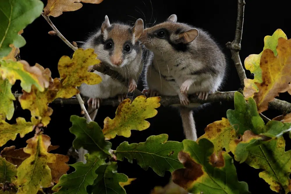 Loir (et non Loire) cet animal végétarien nocturne