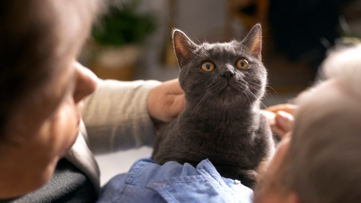 Le bien-être de votre chat : surveiller qu'il ne soit pas malade