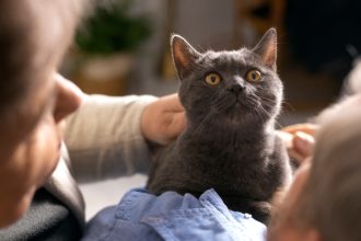 Le bien-être de votre chat : surveiller qu'il ne soit pas malade