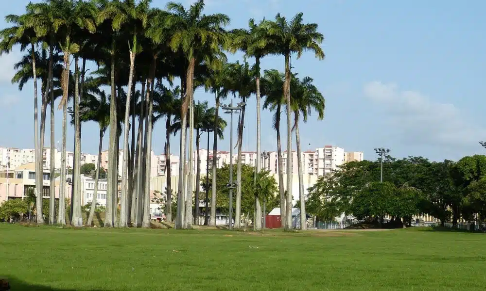 Location de voiture en Martinique : suivez ces conseils !