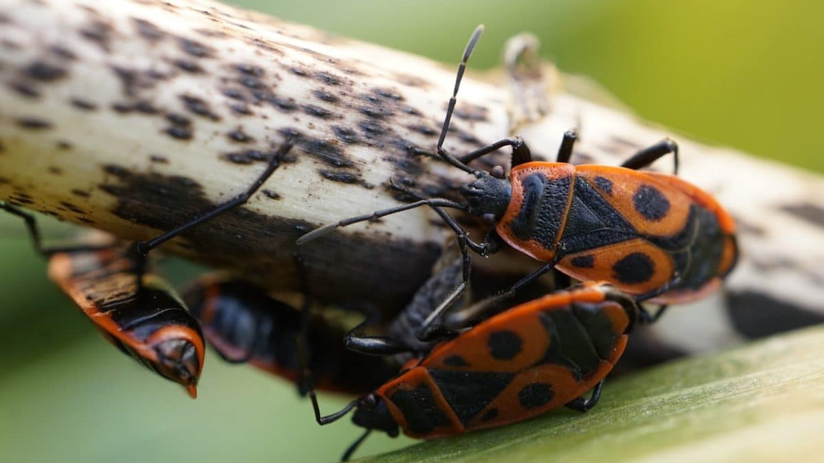 Punaises de lit : Les Précautions à Prendre